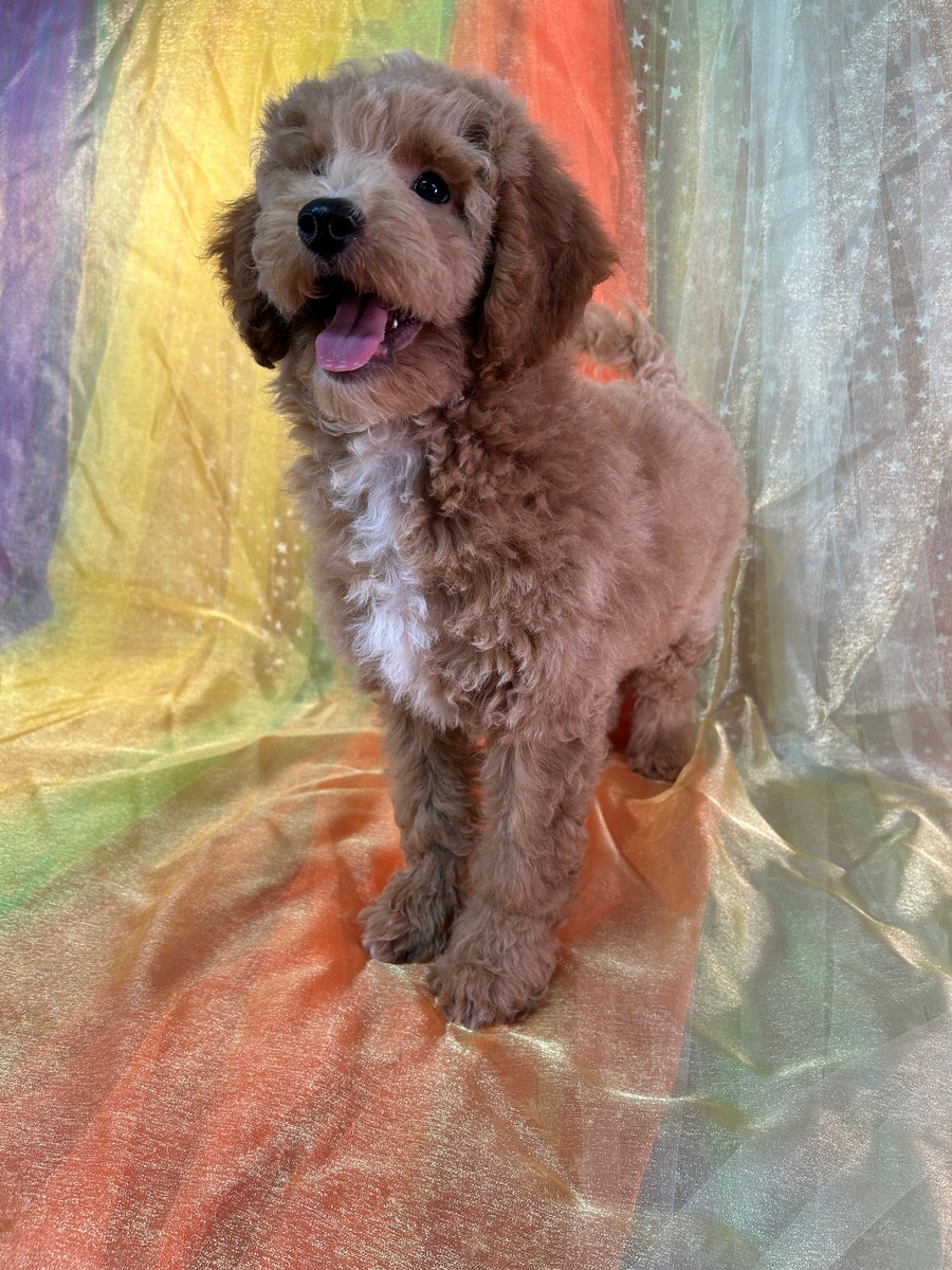 Male Bichon Poodle Puppy for Sale DOB 6-15-2024 $750